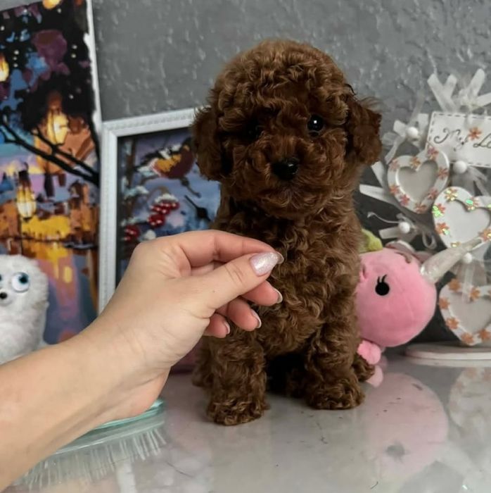 Супер красунчік той Пудель!