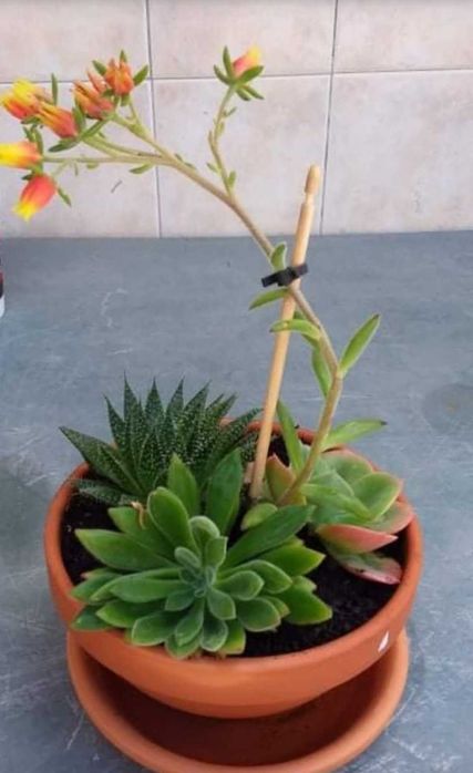 Vaso em Barro com Suculentas