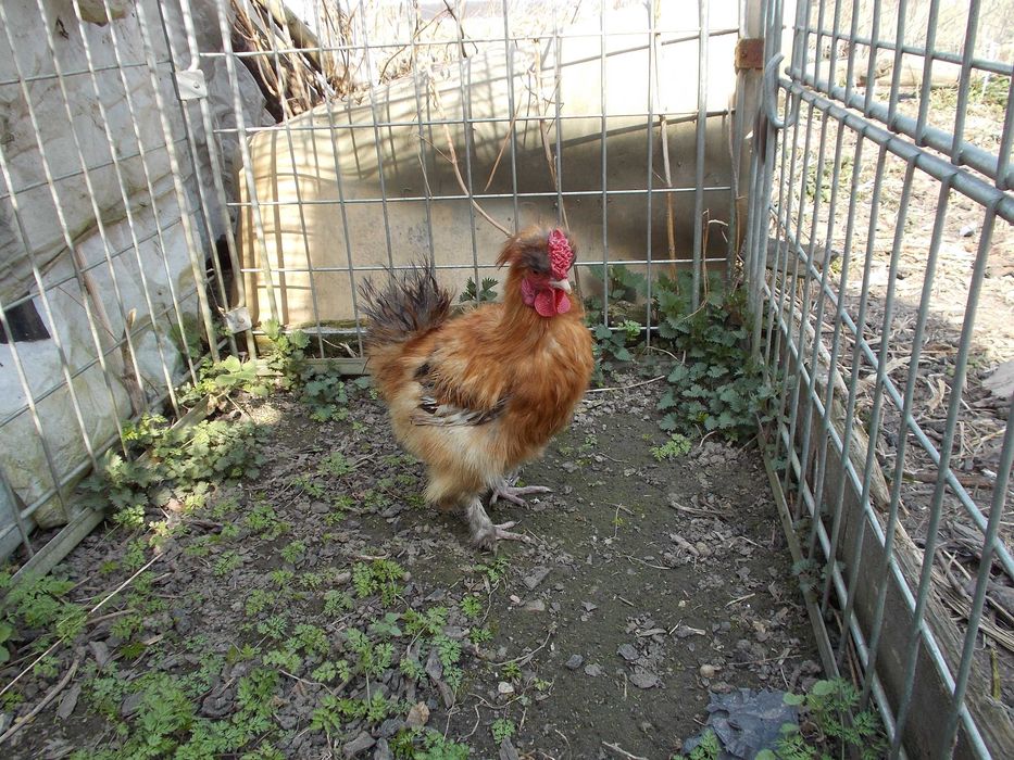 Kury miniaturki - Jedwabiste