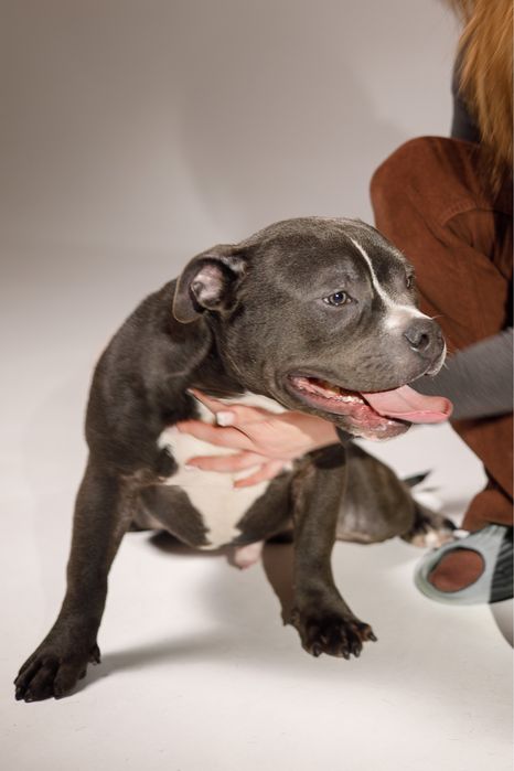 Дизель хлопчик буллі