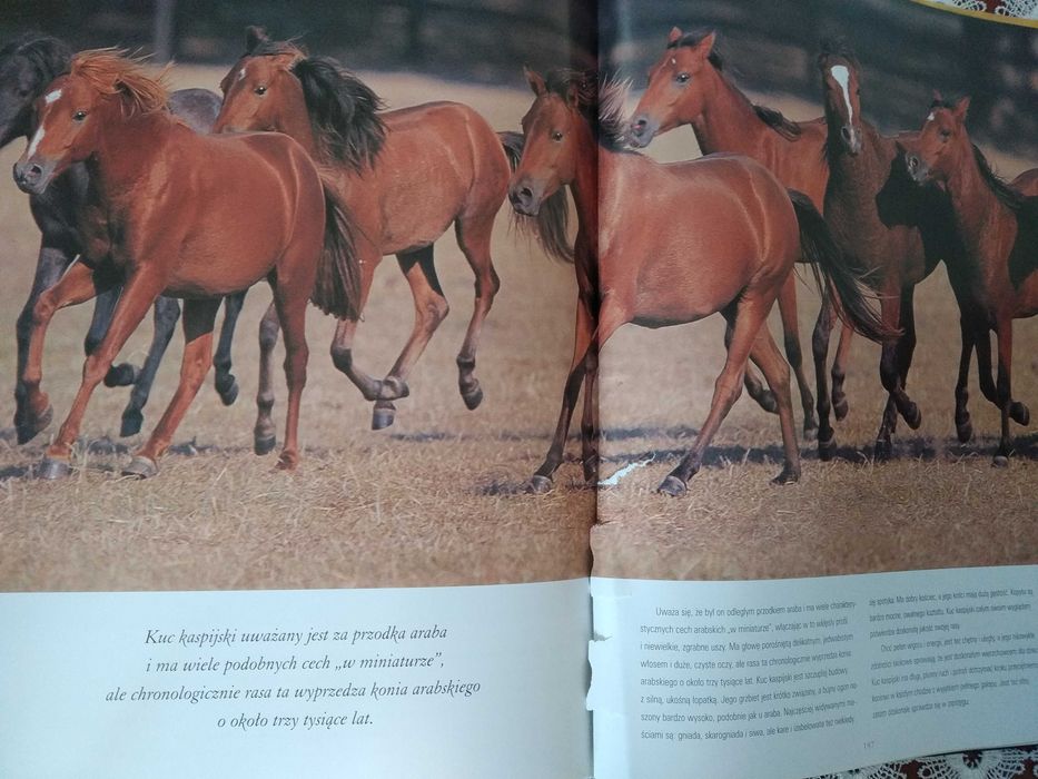 Książka - Album Piękno Konia