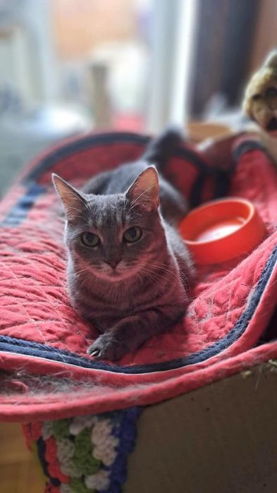 Отдам серую вискасную кошку, 2 года, стерилизована, привита