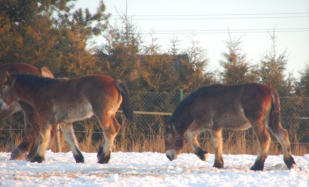 Sprzedam klacze i ogiery sztumskie