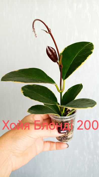Продам комнатные цветы