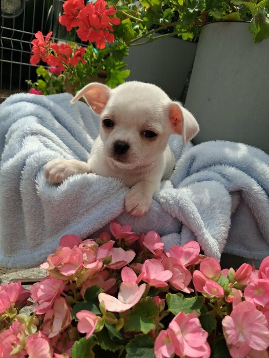 Chihuahua Piesek