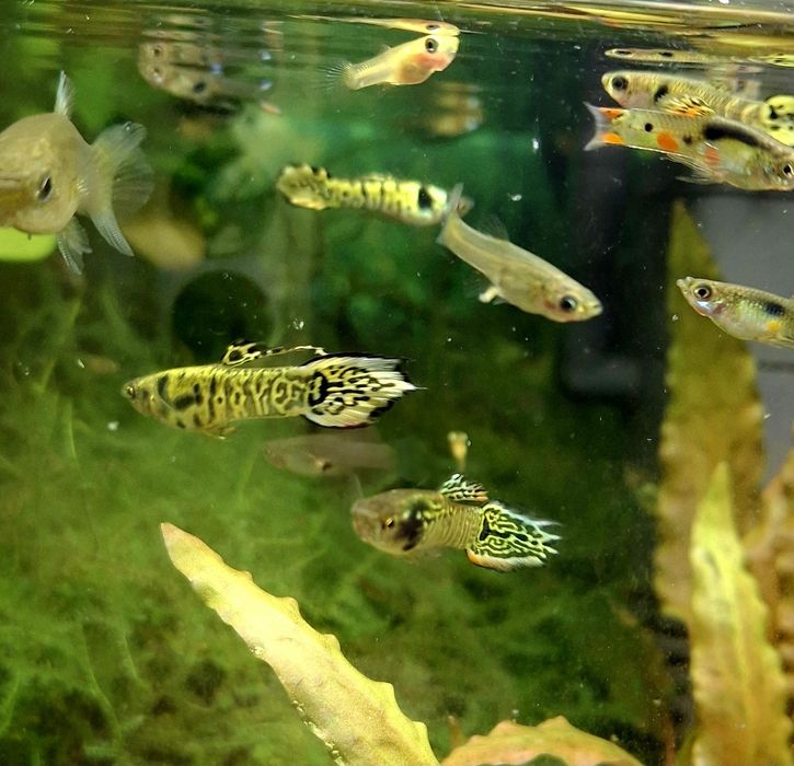 Gupik englera - yellow tiger
