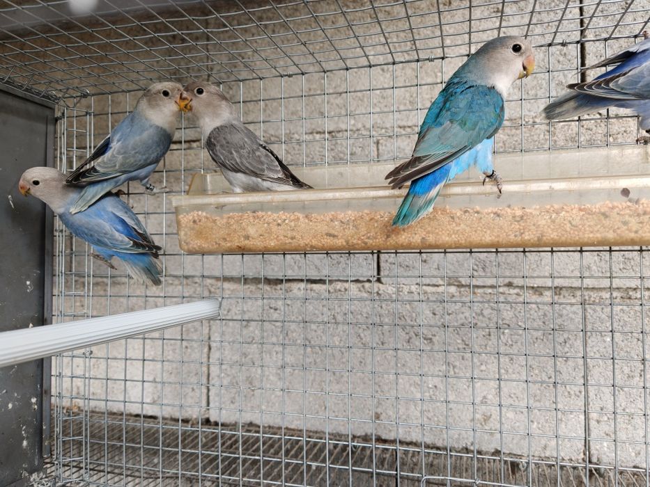 Agapornis Roseicollis