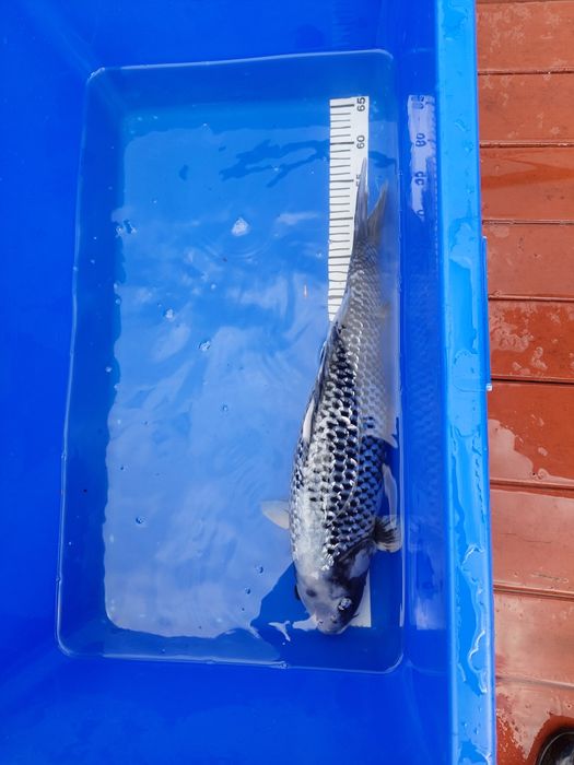 Sprzedam karpia koi matsukawabake