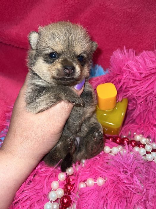 Мини пупсики выбор