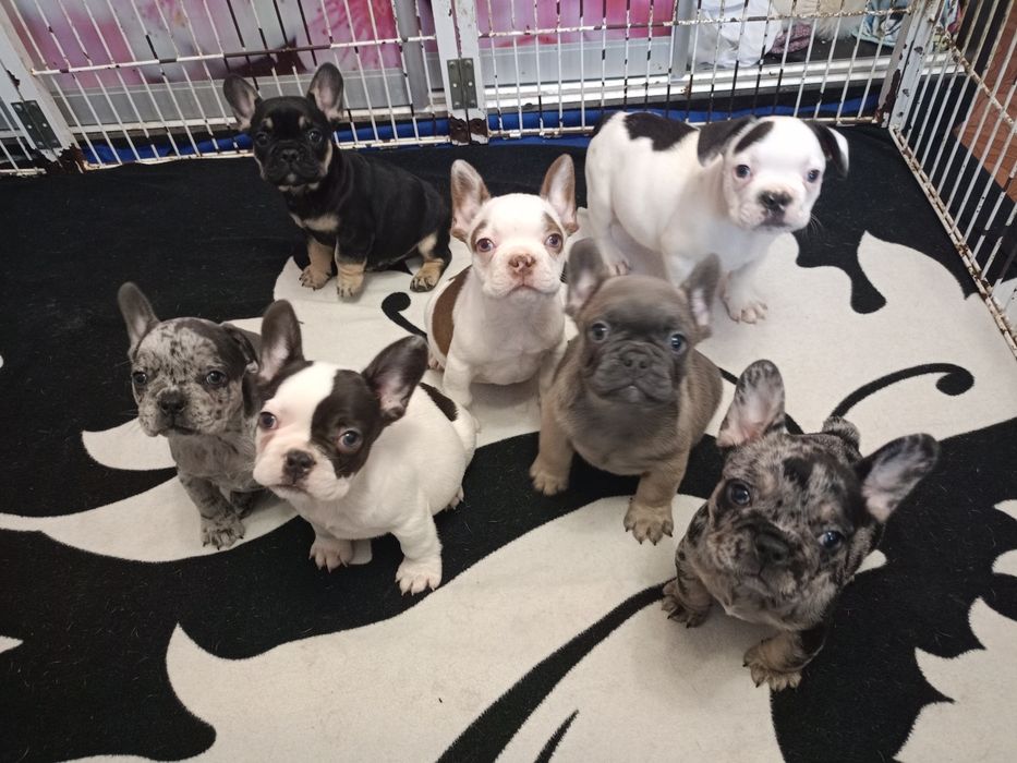 Мальчики французского бульдога разных окрасов