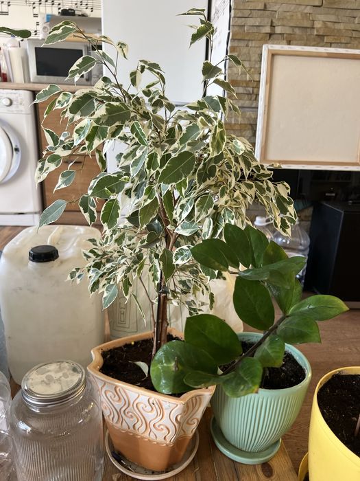 Вазони. Маб дуже багато , від 50грн до 500грн.  Ціну  уточнюйте