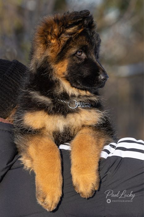 Цуценята німецької вівчарки КСУ