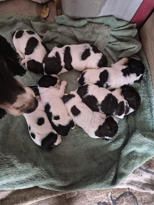Продам цуценят Спаньєля