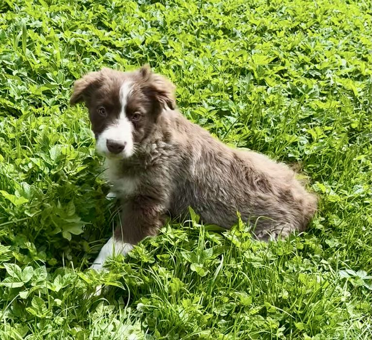Border collie-piesek