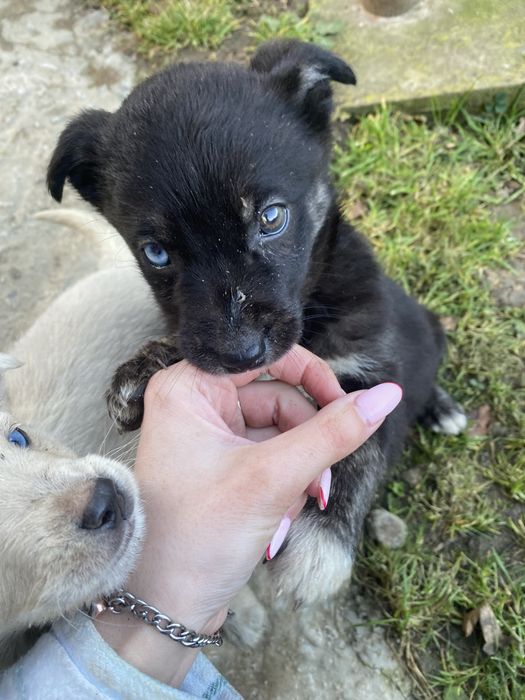 Віддам в добрі руки