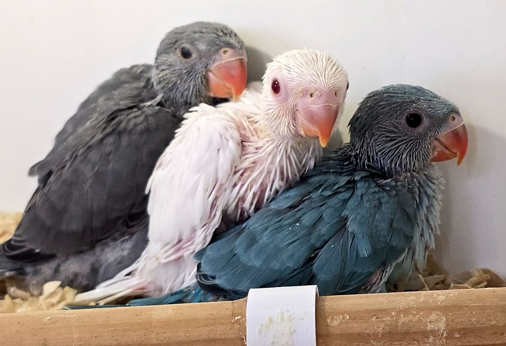 Filhotes Ring Neck domesticados criados à  mão