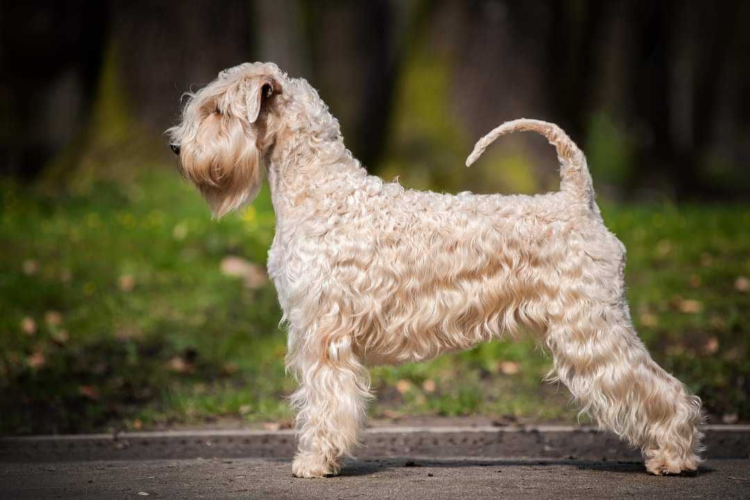 Irish soft coated wheaten terrier terier pszeniczny ZKwP FCI