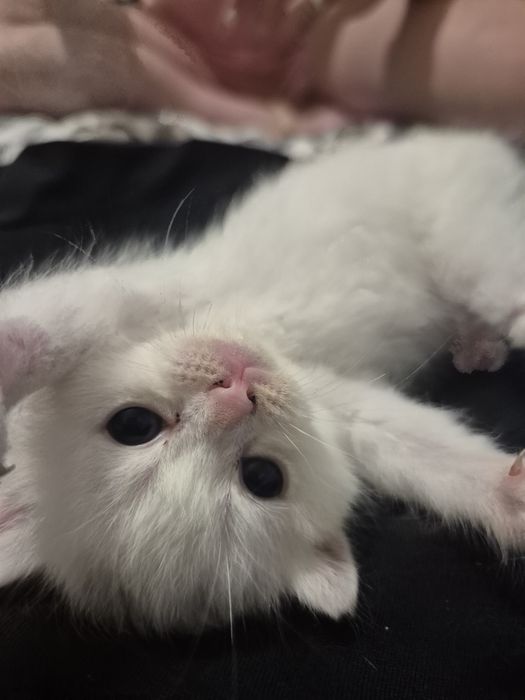 Кошенята ScottishF
Scottish Fold
09.06.2026

Мама Scottish Fold попеляста 

Татко Scottish Fold білий

За детальною інфо і для броні звертатися в пп
