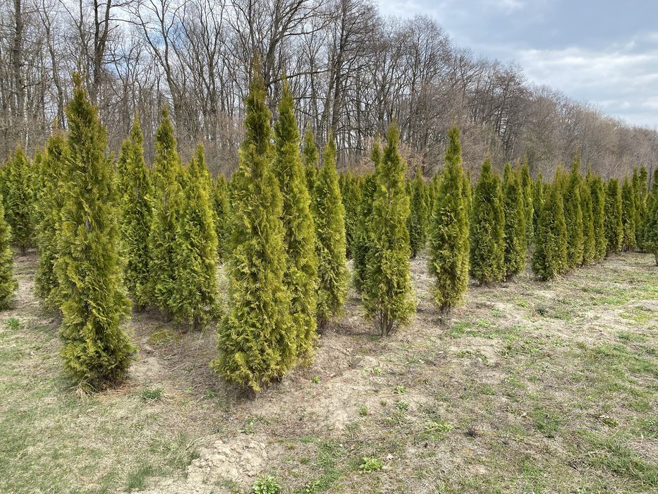 Смарагд  1,8 - 500грн 2-550грн 2,2-650 грн