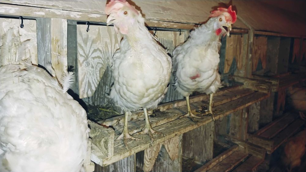 Kury nioski białe sprzedam.