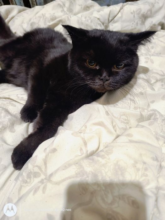 Британский котенок