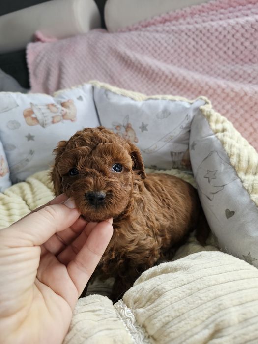 Pudel Toy Red Brown Dziewczynka