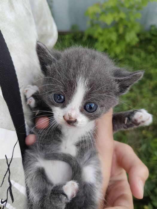 Шукаємо для кошенят новий дім