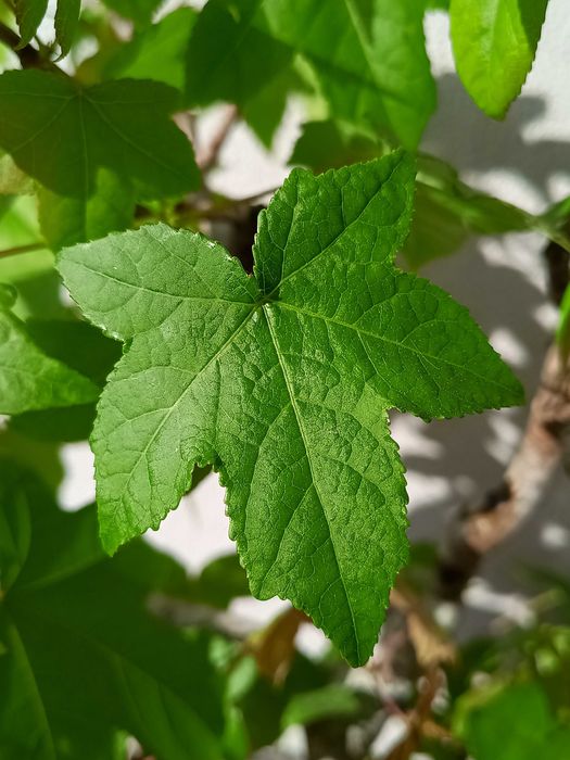 Bonsai Liquidambar Styraciflua 22 anos