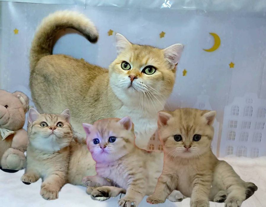 Шотландські золоті шиншилки.  Кошенята