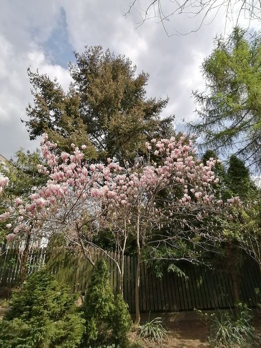 WYCINKA i pielęgnacja drzew, krzewów