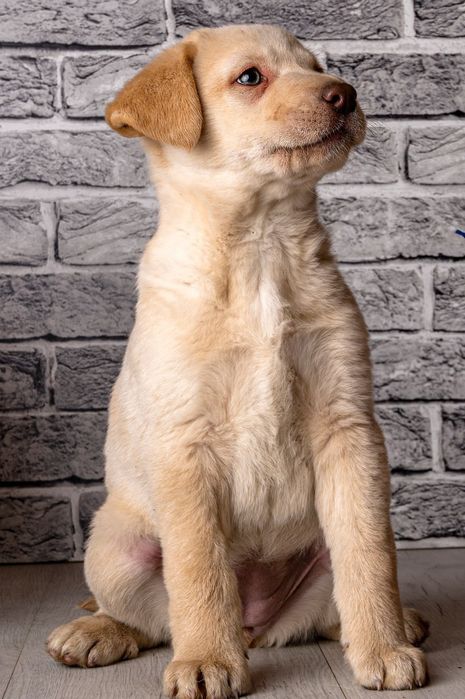 Цуценята Лабрадора з розплідника
Професійний підхід до розведення, від