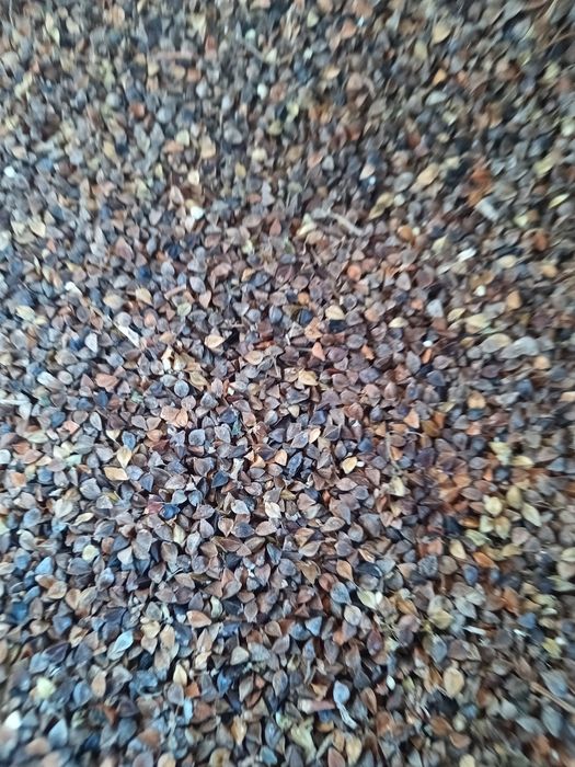 Gryka reczka do siewu