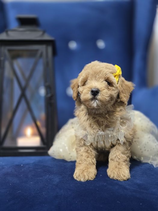 Maltipoo pełna uroku sunieczka red