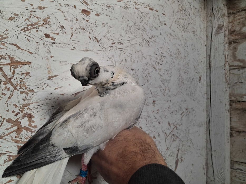 szek szeki para na białych ogonach