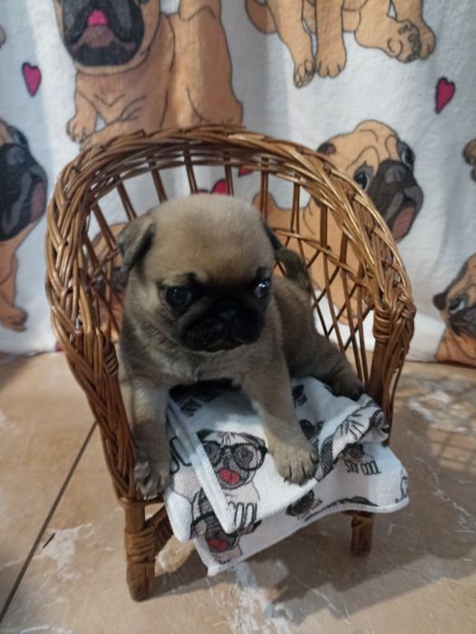 Sprzedam piękną sunie Mopsa