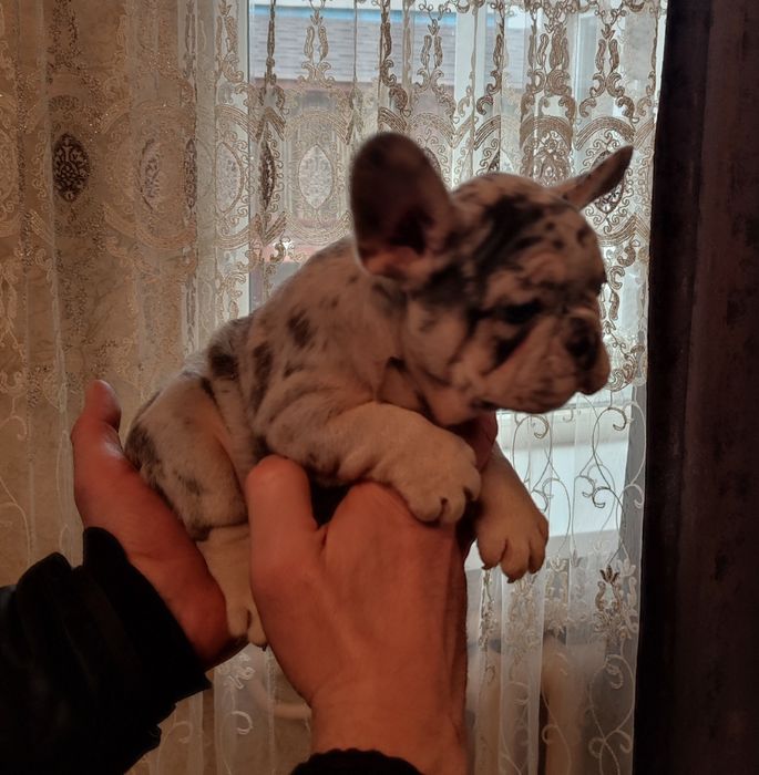 Голубой мерле мальчик