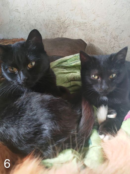 Дарую котика ^ ^