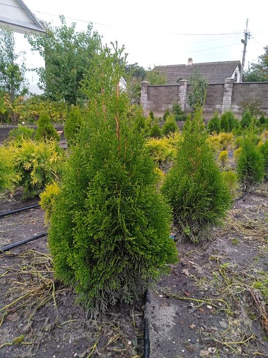 Туя смарагд- екстра.