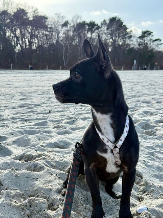 Sunia Kosmitka szuka domku