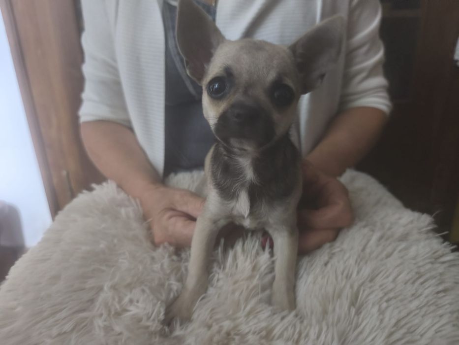 Chihuahua śliczna sunia