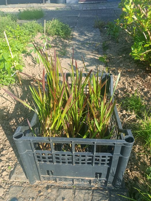 Trawa Red Baron imperata cylindryczna