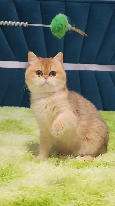 Шотландське кошеня золота шиншила