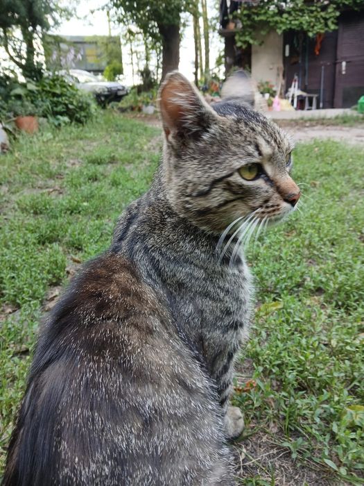 do adopcji Sebuś - około 1,5 roczny miziak