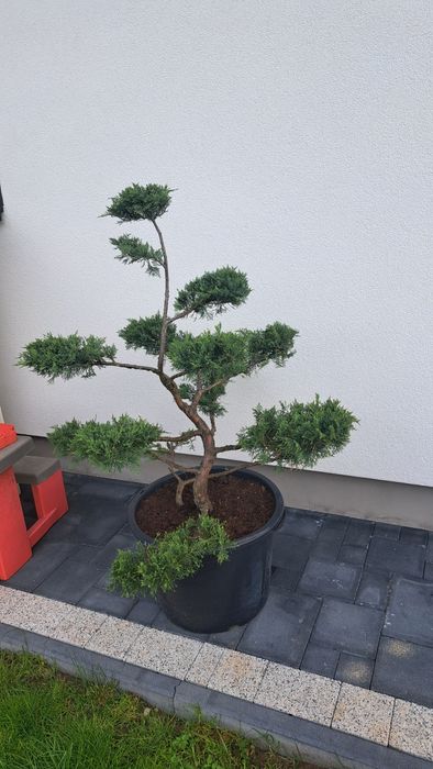Bonsai Tuja Jałowiec drzewko formowany
