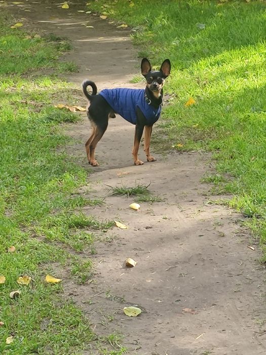 Вязка той терьер