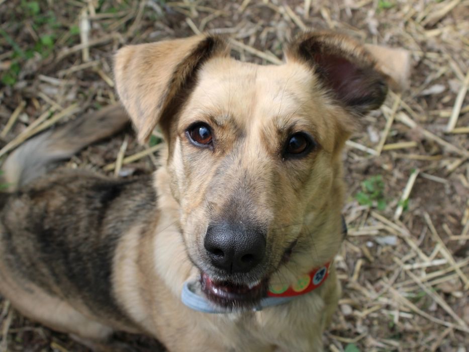 Nala - wyjątkowej urody, niewielka sunia, wróciła z adopcji!