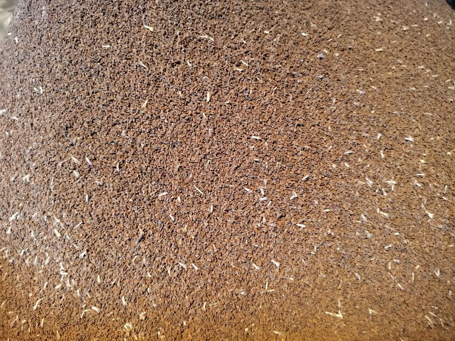 Sprzedam facelię z chabrem