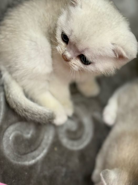 Продам котят Британская шиншилла