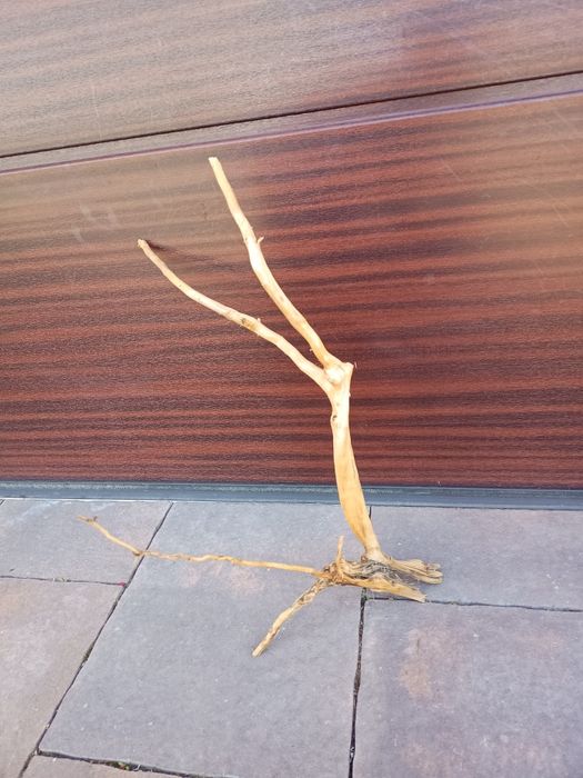 Fajny, średni naturalny korzeń do akwarium