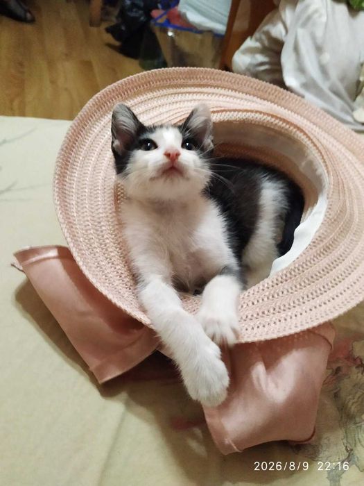 Миле кошенятко чекає на дім